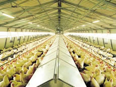 Fogging Applications - Poultry Industry